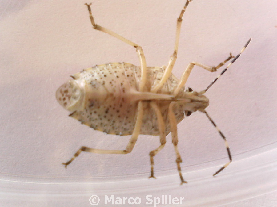 Rhaphigaster nebulosa, sopra e sotto